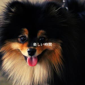 楽しい時間 - Música Lounge Relax para Cafés