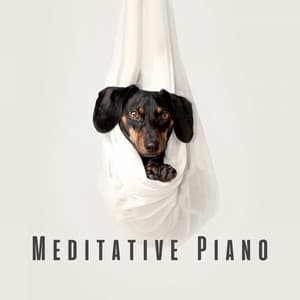 Meditative Piano: Calming Tones for Dog's Inner Peace - Coffee Shop Piano Jazz Playlist