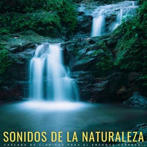 Sonidos De La Naturaleza: Cascada De Claridad Para El Enfoque Cerebral - Sonidos relajantes del agua