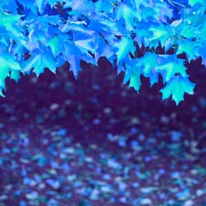 Music for Foggy Nights - Morning Jazz