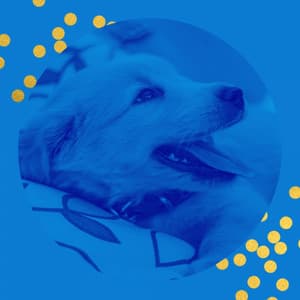 Music for Sleepy Pups - Music for Dogs Playlist