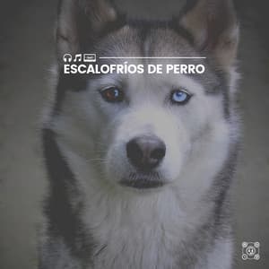 Escalofríos de Perro - Mascotas tranquilas
