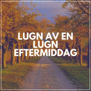 Lugn Av en Lugn Eftermiddag - Avslappnande Meditation Akademi