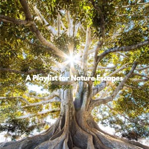 A Playlist for Nature Escapes - Soft Jazz Romance