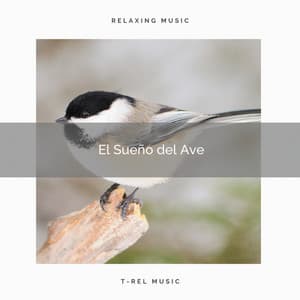 El Sueño del Ave - Sonidos De Pajaros
