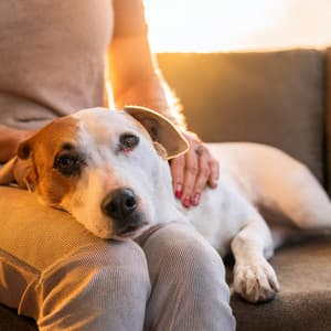 Orquesta Para La Serenidad De Las Mascotas - Valborg Shamsuddin