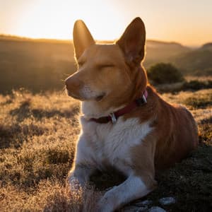 Sonidos Calmantes Para Perros Ansiosos - Lista de reproducción para la cena