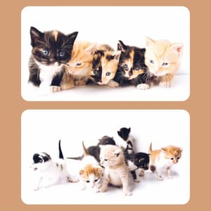 Music for The Happiest Cats - Cat Total Relax