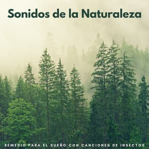 Sonidos De La Naturaleza: Remedio Para El Sueño Con Canciones De Insectos - Grabaciones de campo de la naturaleza