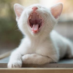 Soothing Cat Melodies: Music for Calming Your Cat - Cover Guitar Sunset