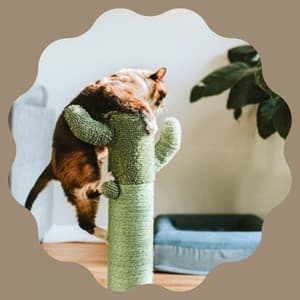 Superlative Bgm for Loving Cats - Cat Music Relaxation