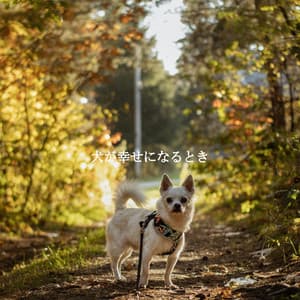 犬が幸せになるとき - Music for Cooking Playlist