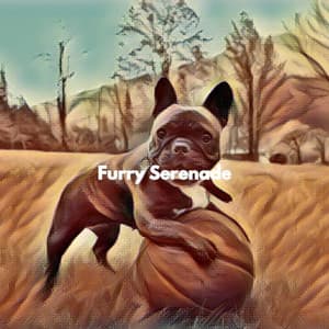 Furry Serenade - Coffeeshop Smooth Jazz Playlist Classics