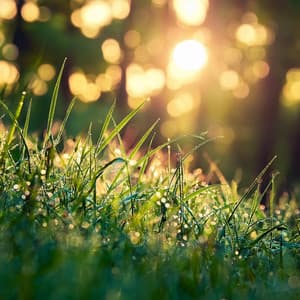 Sonidos De La Vida: Música Que Te Mueve - Ondas LFO