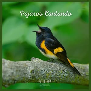 Pájaros Cantando - Sonidos De Pajaros