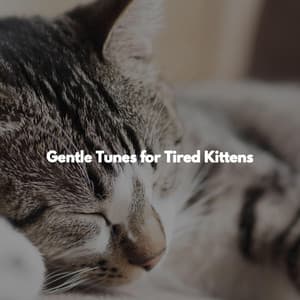 Gentle Tunes for Tired Kittens - Morgen Jazz Ambiente