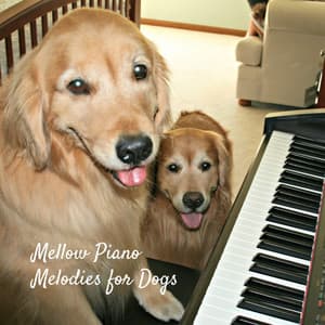 Mellow Piano Melodies for Dogs - Music for Dog's Ears