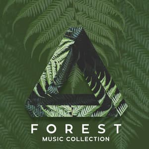 Forest Music Collection – Beautiful Nature Sounds for Everyday Relaxation - Soothing Music Specialists