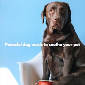Peaceful dog music to soothe your pet - Tokyo Bebop Jazz Playlist