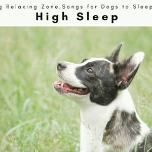 1001 High Sleep - Dog Relaxing Zone