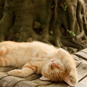 Tranquil Waterside Cat Retreat: Binaural Purring Moments - Binaural Astro Lab