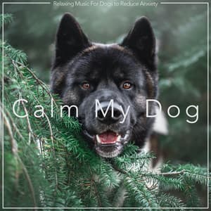 Calm My Dog: Relaxing Music For Dogs to Reduce Anxiety - Dog Music Dreams