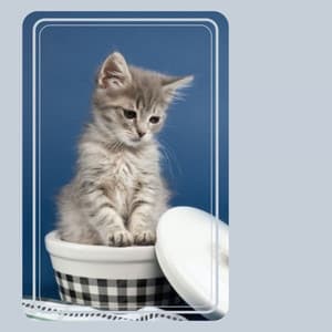 Music for Funny Cats - Calming Cat Music