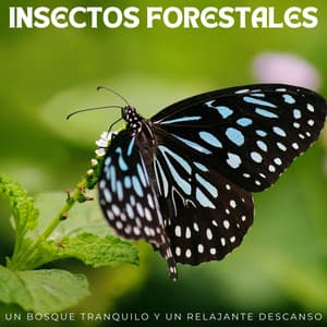 Insectos Forestales: Un Bosque Tranquilo Y Un Relajante Descanso - Melodía de la tierra