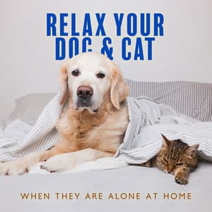 Relax Your Dog & Cat When They Are Alone at Home: Soft Melodies for Puppies & Kittens That Will Keep Them Company, Music for Dogs While You Are Out - Pet Music Academy