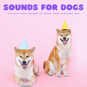 Sounds For Dogs: The Best Rain Sounds To Relax Your Stressed Dog - Music for Dogs Playlist