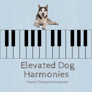 Elevated Dog Harmonies: Piano's Tranquil Connection - Classy Bossa Piano Jazz Playlist