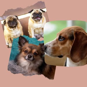 Modern Bgm for Cutest Dogs - Dog Jazz Sounds