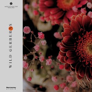Wild Gerberas - Meditation for Healing