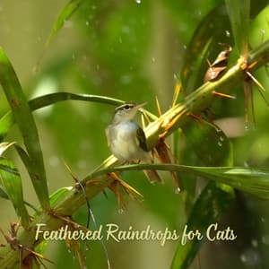 Feathered Raindrops for Cats - elderflowers