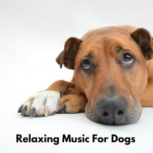 Relaxing Music for Dogs - Relaxing Dog Music Playlists