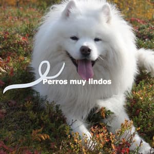Perros muy lindos - Productivity Music