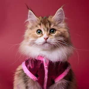 Armonías Lofi Para Gatos: Patrones Melódicos Suaves - Albaricoque