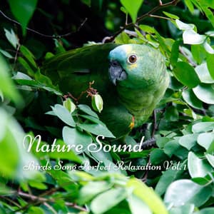 Nature Sound: Birds Song Perfect Relaxation Vol. 1 - Relaxing Nature Sounds Collection