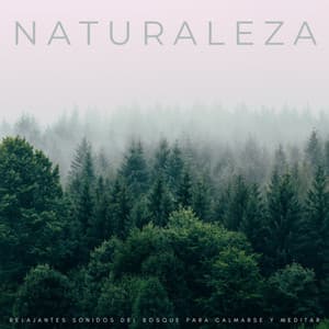 Naturaleza: Relajantes Sonidos Del Bosque Para Calmarse y Meditar - Ruido blanco para concentración