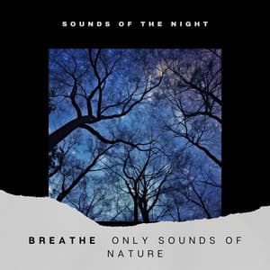 Breathe - Only Sounds of Nature - Sounds of the Night