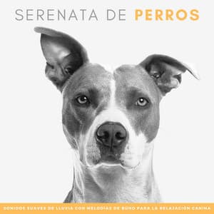 Serenata De Perros: Sonidos Suaves De Lluvia Con Melodías De Búho Para La Relajación Canina - Sonidos de lluvia tranquila