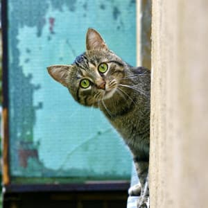 Lofi Symphony: Creating a Calm Atmosphere fro Cats - lofi stu