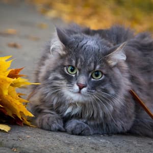 Cats and Cascades: Waterfall Music - Thermal Femme