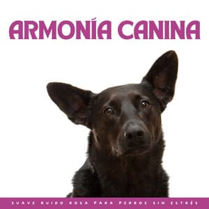 Armonía Canina: Suave Ruido Rosa Para Perros Sin Estrés - En El Ruido