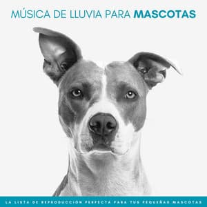 Música De Lluvia Para Mascotas: La Lista De Reproducción Perfecta Para Tus Pequeñas Mascotas - Tormentas Naturales