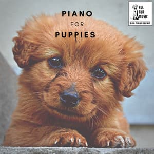 Piano for Puppies - Jingle Cats