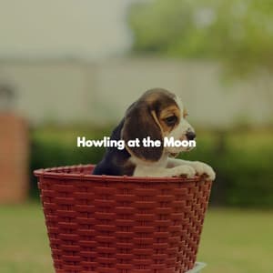 Howling at the Moon - Jazz Experience for Reading