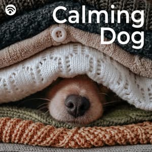 Calming Dog - Dog Music Experience