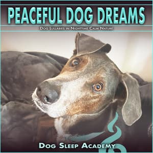 Peaceful Dog Dreams: Dog Lullabies in Nighttime Calm Nature - Dog Sleep Academy