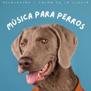 Música Para Perros: Relajación Y Calma En La Lluvia - Siente El Clima